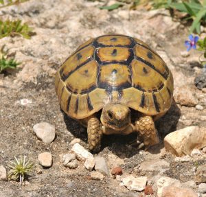 greek-tortoise3